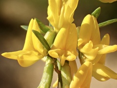 Acmispon glaber glaber