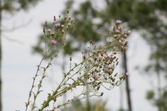 Cirsium nuttalii image