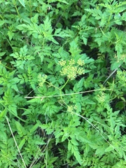 Ptilimnium capillaceum