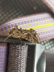 Ctenoplusia limbirena