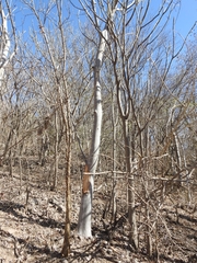 Cochlospermum vitifolium