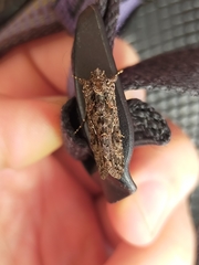 Ctenoplusia limbirena