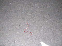 Micruroides euryxanthus