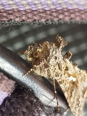 Ctenoplusia limbirena