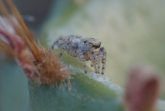 Metaphidippus chera