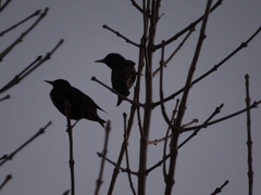 Sturnus vulgaris