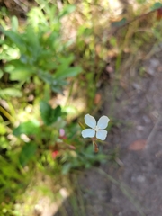 Clarkia epilobioides