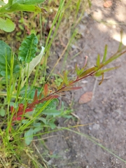 Clarkia epilobioides