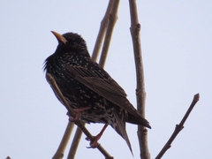 Sturnus vulgaris