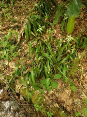 Carex fraseriana