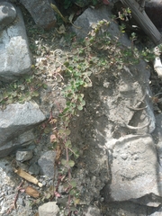 Euphorbia serpens