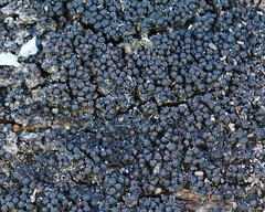 Byssosphaeria rhodomphala