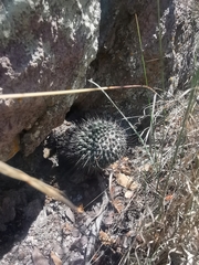 Mammillaria polythele