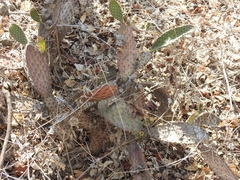 Opuntia decumbens