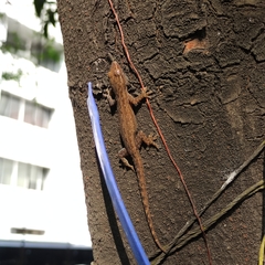 Hemidactylus frenatus