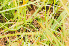 Rhammatocerus pictus