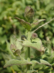 Lepechinia cardiophylla