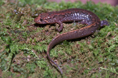 Northern Dusky Salamander
