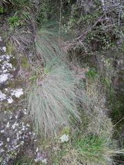 Festuca actae
