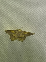 Euchlaena marginaria