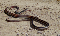 Masticophis taeniatus