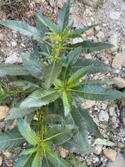 Eriodictyon trichocalyx