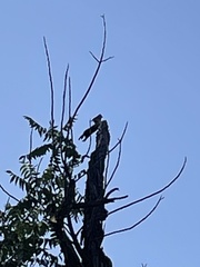 Baeolophus inornatus