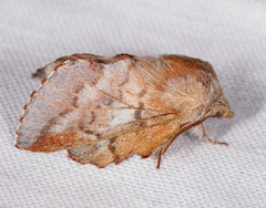 Phyllodesma americana