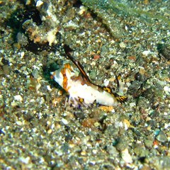 Dactylopus kuiteri