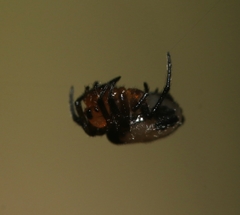 Anepsion peltoides