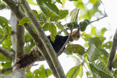 Protium warmingianum