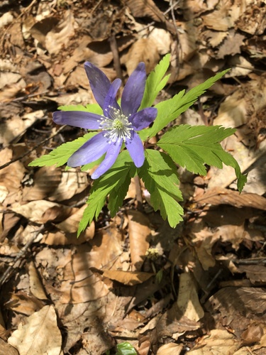 Anemone pseudoaltaica, photograph 1