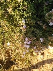 Thymus zygis sylvestris