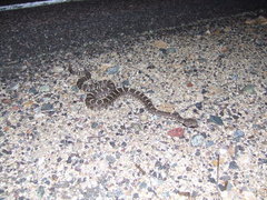 Crotalus cerberus