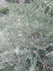 Atriplex rusbyi