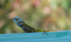 Acanthocercus ugandaensis