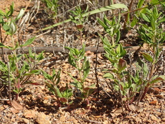 Monardella hypoleuca intermedia