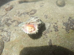 Paciocinebrina circumtexta