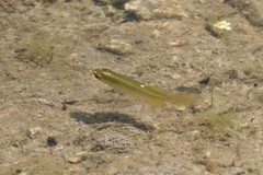 Fundulus dispar
