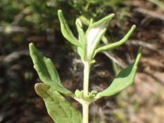 Monardella hypoleuca intermedia