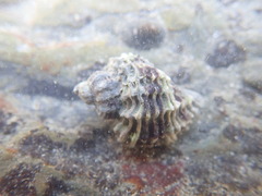 Paciocinebrina circumtexta
