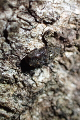 Lophus rudis