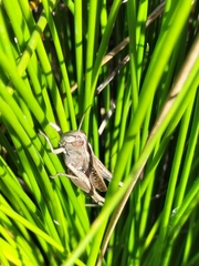 Eyprepocnemis plorans