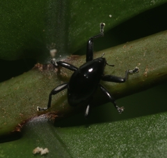 Trigonopterus