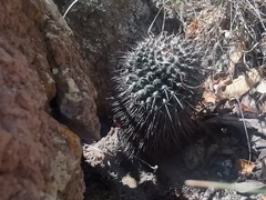 Mammillaria polythele