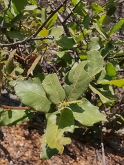 Quercus potosina