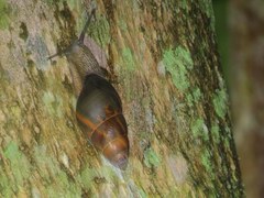 Dolicheulota formosensis