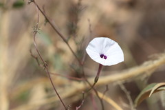 Ipomoea perpartita