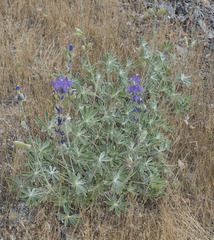 Lupinus grayi