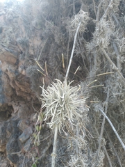 Tillandsia virescens